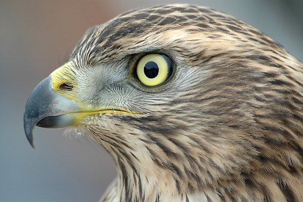 «Соколиная охота – царская, псовая – барская, ружейная - крестьянская» Тульский Государственный Музей Оружия