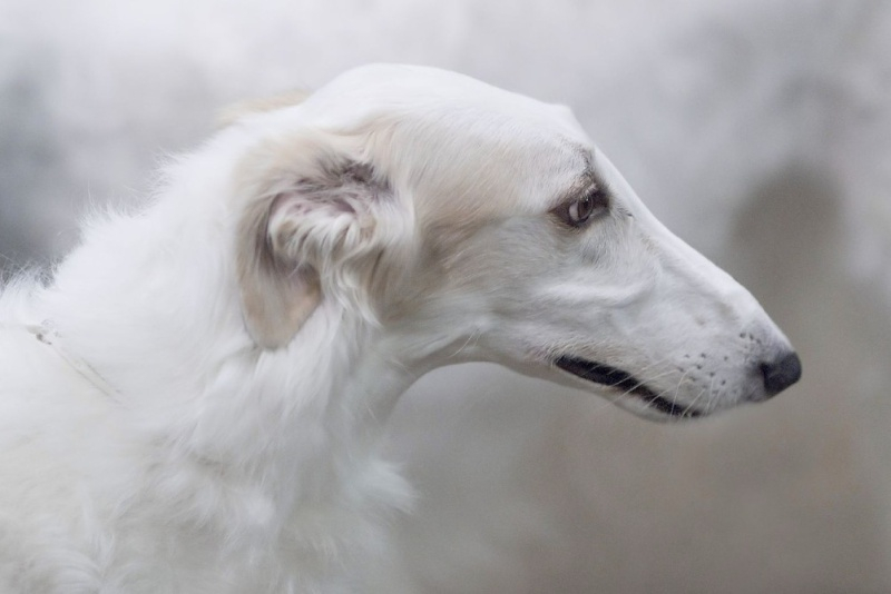 «Соколиная охота – царская, псовая – барская, ружейная - крестьянская» Тульский Государственный Музей Оружия