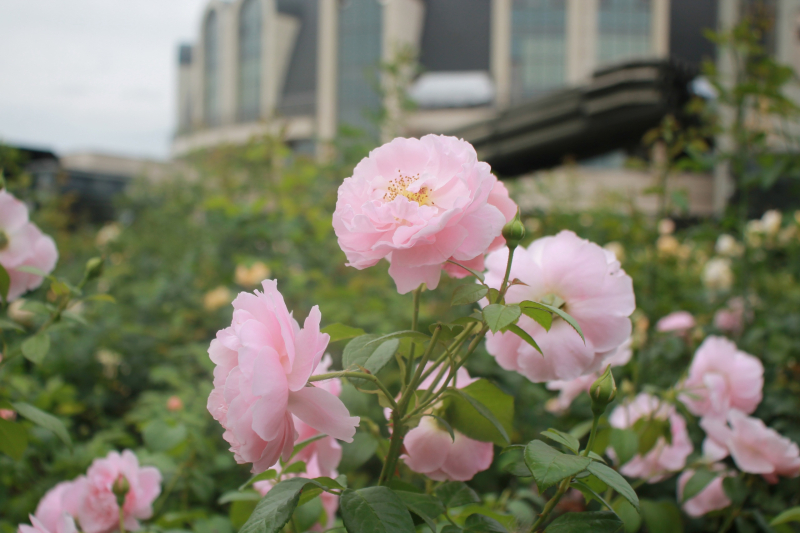 «Удивительное сочетание силы и изящества!». Гости о Тульском музее оружия Тульский Государственный Музей Оружия