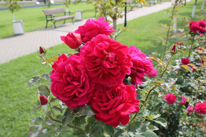 «Удивительное сочетание силы и изящества!». Гости о Тульском музее оружия Тульский Государственный Музей Оружия