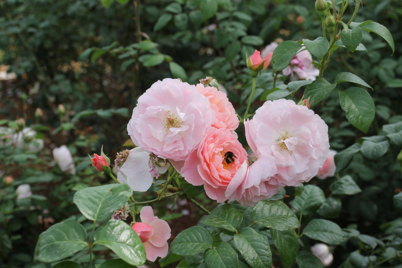 «Удивительное сочетание силы и изящества!». Гости о Тульском музее оружия Тульский Государственный Музей Оружия