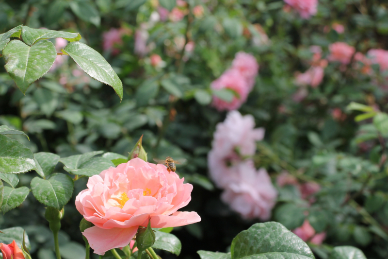 «Удивительное сочетание силы и изящества!». Гости о Тульском музее оружия Тульский Государственный Музей Оружия