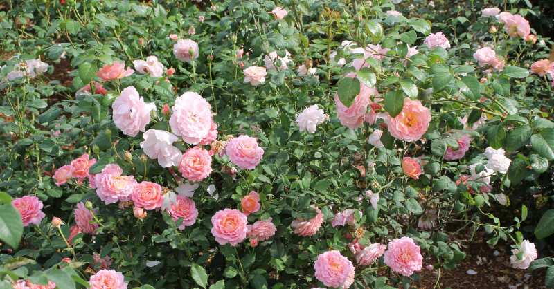 «Удивительное сочетание силы и изящества!». Гости о Тульском музее оружия Тульский Государственный Музей Оружия