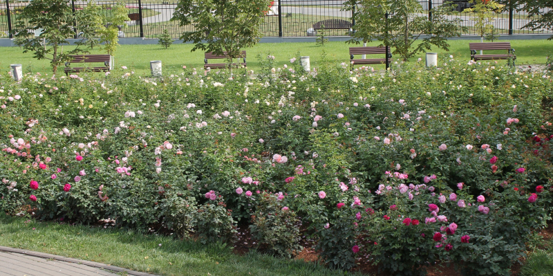 «Удивительное сочетание силы и изящества!». Гости о Тульском музее оружия Тульский Государственный Музей Оружия