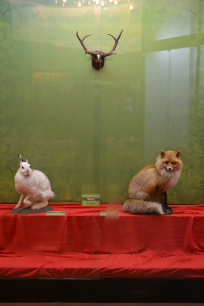 «Соколиная охота - царская, псовая – барская, ружейная ‒ крестьянская» остается в музее оружия еще на три месяца. Тульский Государственный Музей Оружия