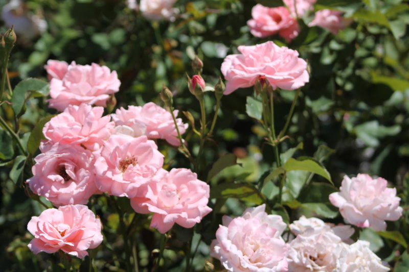 Гармония силы и изящества Тульский Государственный Музей Оружия