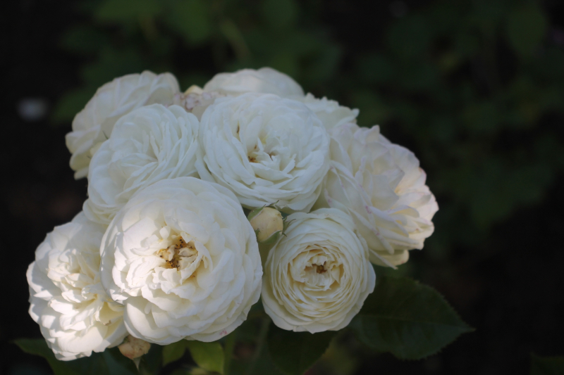 Гармония силы и изящества Тульский Государственный Музей Оружия