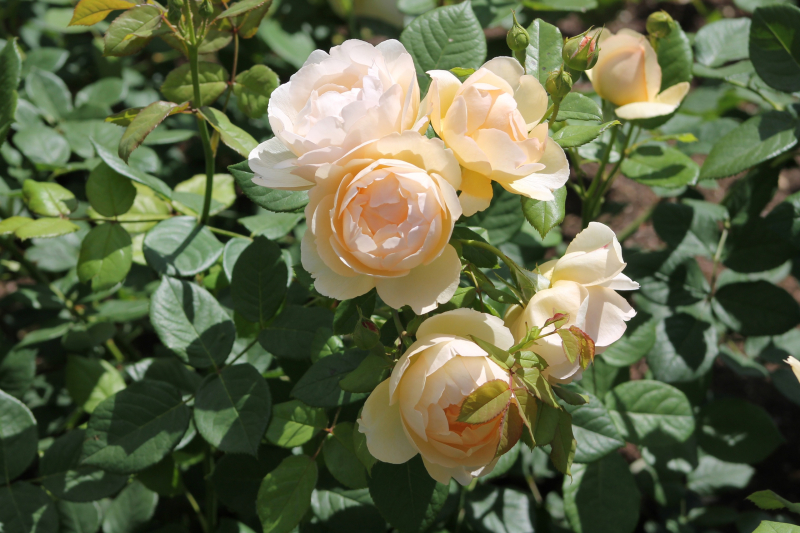 Гармония силы и изящества Тульский Государственный Музей Оружия