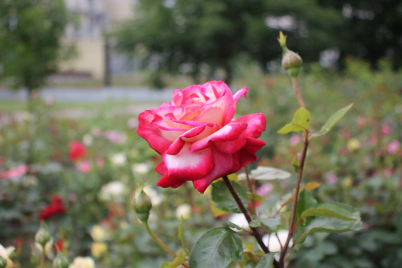 Гармония силы и изящества: грозное оружие и техника защищают чудесный мир красоты и духовности, доброты и справедливости! Тульский Государственный Музей Оружия