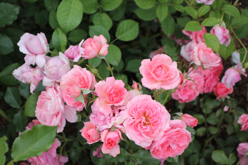 Гармония силы и изящества: грозное оружие и техника защищают чудесный мир красоты и духовности, доброты и справедливости! Тульский Государственный Музей Оружия