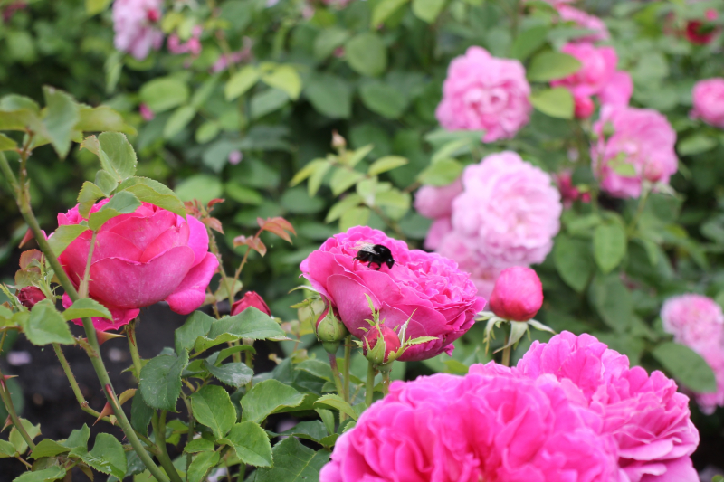 Гармония силы и изящества: грозное оружие и техника защищают чудесный мир красоты и духовности, доброты и справедливости! Тульский Государственный Музей Оружия