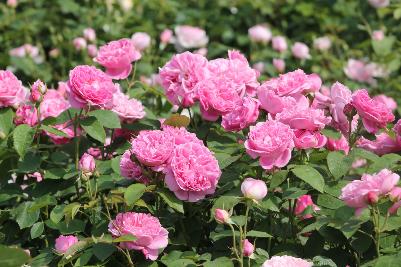 Праздничные мероприятия в Тульском музее оружия продолжаются! Тульский Государственный Музей Оружия