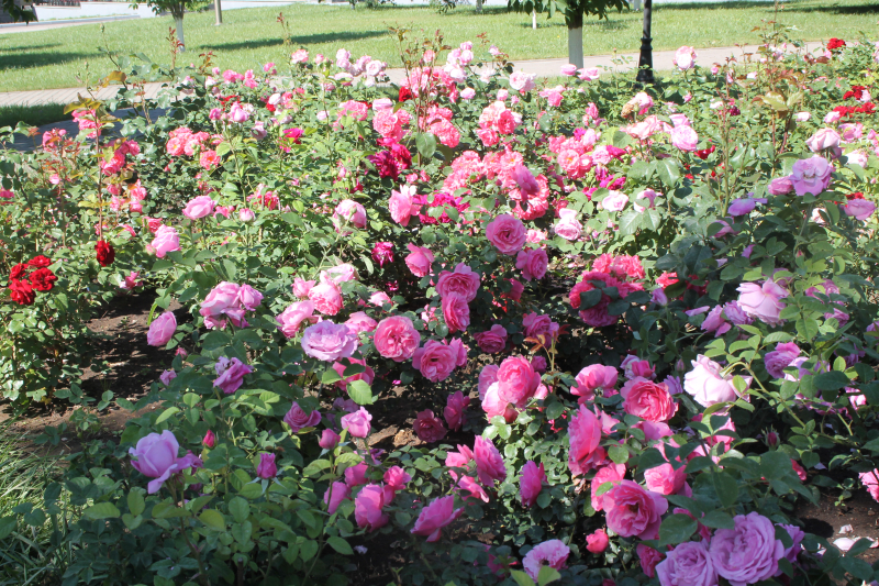 «Шикарный розарий… Красота и благоухание… Символично, что оружие защищает красоту мира»! Тульский Государственный Музей Оружия