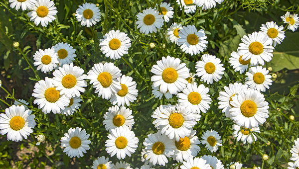 «Дарите ромашки любимым на счастье». - впервые 8 июля музей оружия проведет мастер-классы школы тульских мастеров в онлайн-формате! Не пропустите! Тульский Государственный Музей Оружия