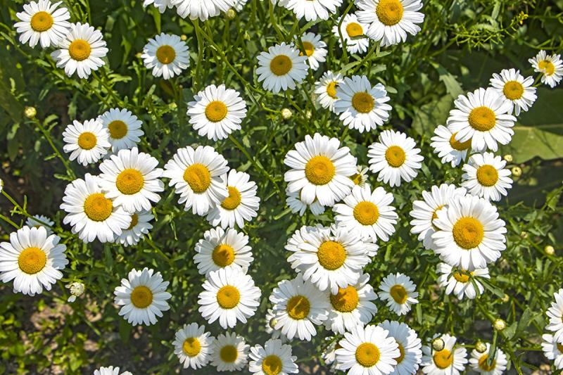 «Дарите ромашки любимым на счастье». - впервые 8 июля музей оружия проведет мастер-классы школы тульских мастеров в онлайн-формате! Не пропустите! Тульский Государственный Музей Оружия